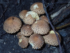 Pholiota squarrosa