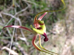 Caladenia integra