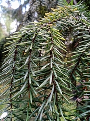 Picea omorika