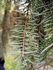Picea omorika