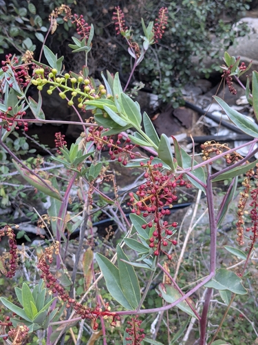 Levantine Pokeweed (Phytolacca pruinosa)