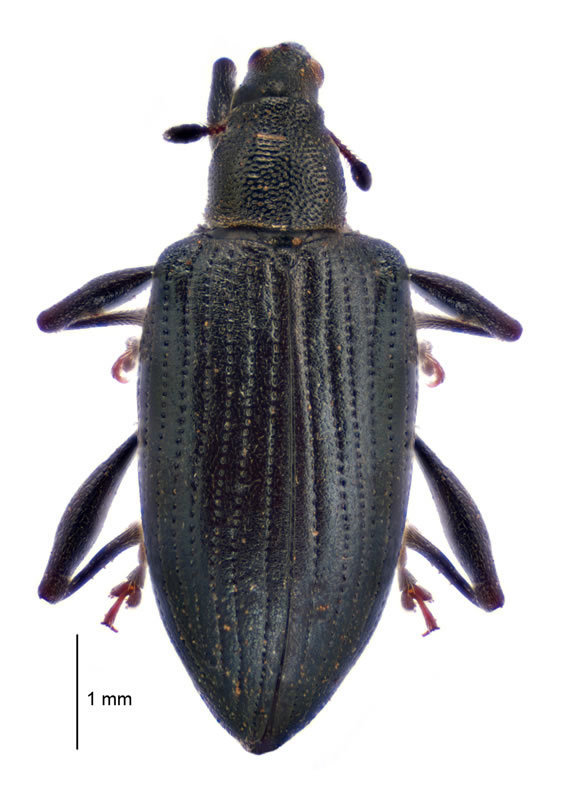 Eugnomus dispar