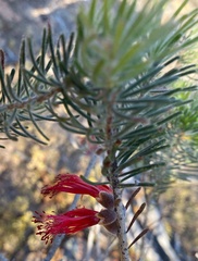 Melaleuca quadrifida