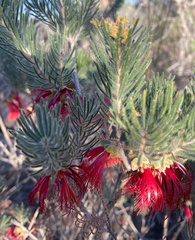 Melaleuca quadrifida