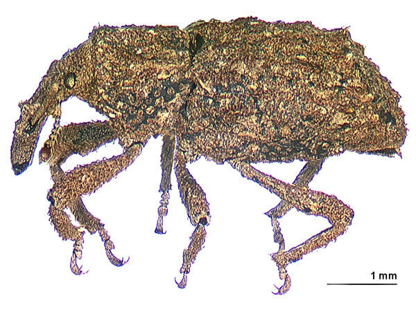 Erymneus