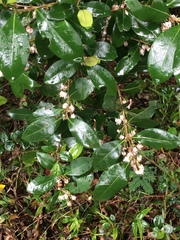 Tricalysia sonderiana