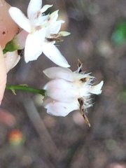 Tricalysia sonderiana