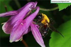 Xylocopa appendiculata