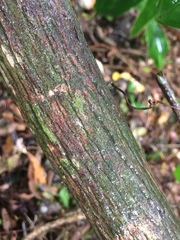 Tricalysia sonderiana