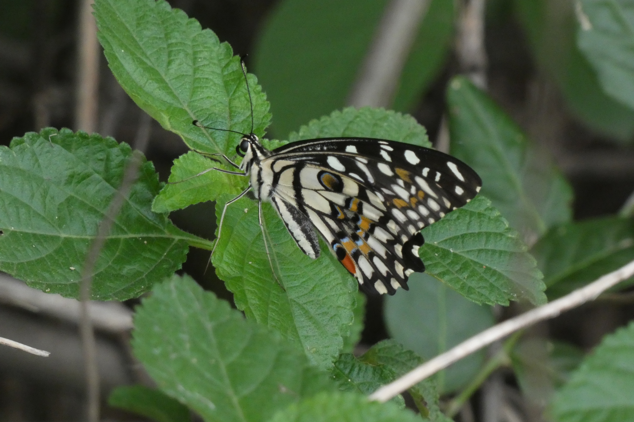 Lime Swallowtail