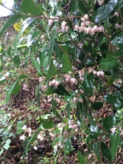 Tricalysia sonderiana