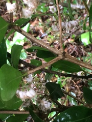 Tricalysia sonderiana