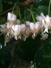 Tricalysia sonderiana