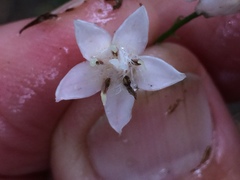 Tricalysia sonderiana