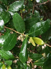 Tricalysia sonderiana