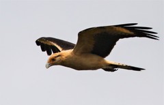 Daptrius chimachima cordatus