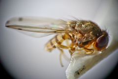Gitona distigma