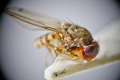 Gitona distigma
