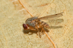 Gitona distigma