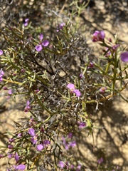 Comesperma spinosum