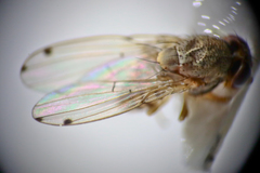 Gitona distigma