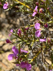 Comesperma spinosum