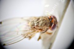 Gitona distigma