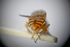 Gitona distigma