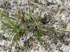 Centrolepis aristata