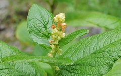 Koenigia rumicifolia