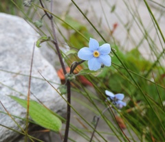 Hackelia uncinata