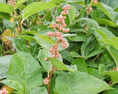 Koenigia rumicifolia