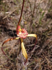 Caladenia chapmanii