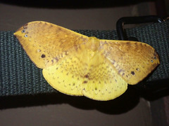 Eupterote multiarcuata