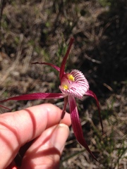 Caladenia chapmanii