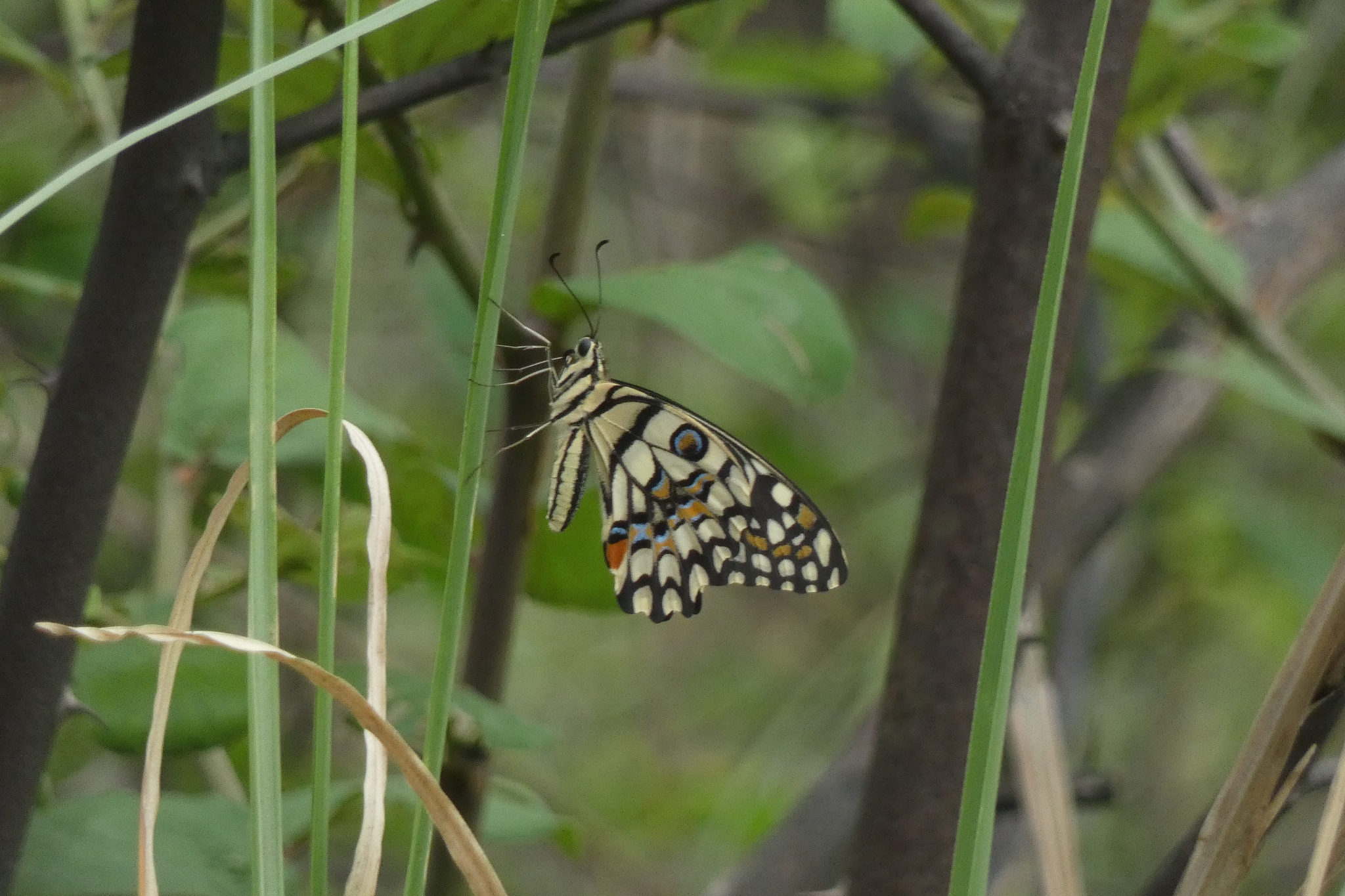 Lime Swallowtail