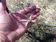 Caladenia chapmanii