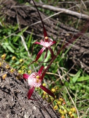 Caladenia chapmanii