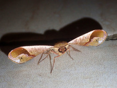 Fascellina clausaria