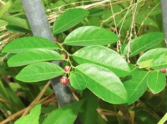 Phyllanthus reticulatus
