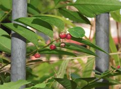 Phyllanthus reticulatus