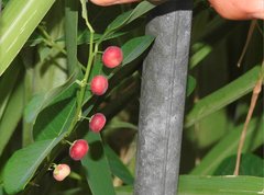 Phyllanthus reticulatus