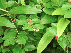 Phyllanthus reticulatus