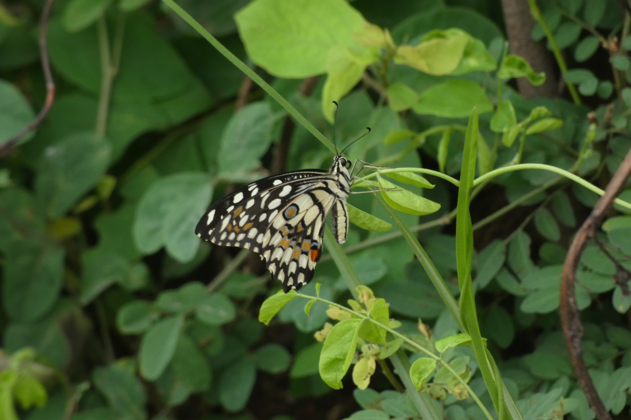 Lime Swallowtail