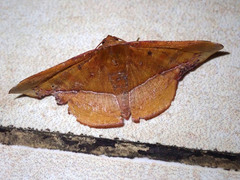Fascellina clausaria