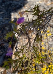 Eremophila ionantha