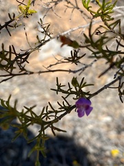 Eremophila ionantha