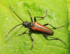 Stenocorus amurensis