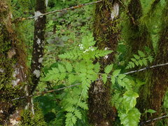 Valeriana chaerophylloides