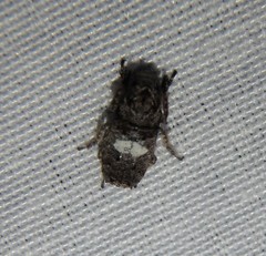 Toxonotus cornutus